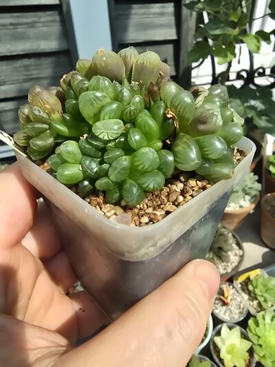 Haworthia cooperi var.truncata