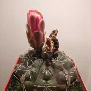 Gymnocalycium baldianum