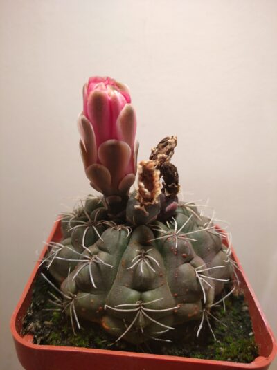 Gymnocalycium baldianum