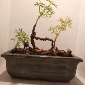 Pelargonium aridum