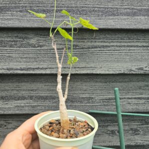 Corallocarpus bainesii