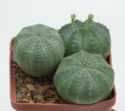 Euphorbia obesa, obesa X valida (1) Ціна за весь горщик