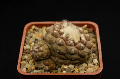 Copiapoa hypogaea cv. Lizard Skin (exKoehres) - Зображення 2