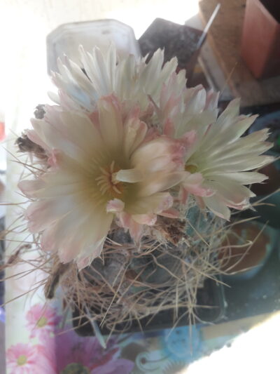 Astrophytum capricorne cv. Crassispinoides - Зображення 2