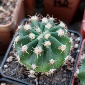 Echinopsis subdenudata