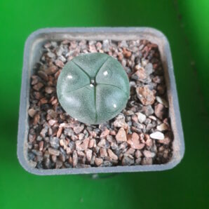 LOPHOPHORA williamsii