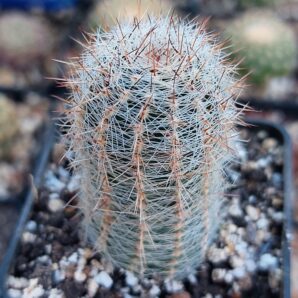Lobivia quinesensis
