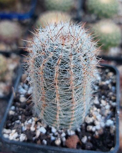 Lobivia quinesensis