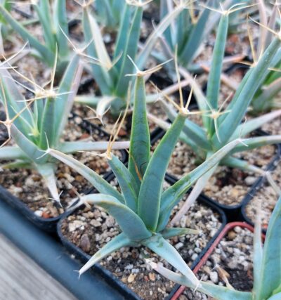 Leuchtenbergia principis - Зображення 2