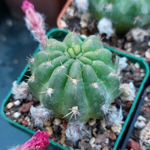 Lobivia hertrichiana