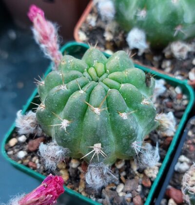 Lobivia hertrichiana