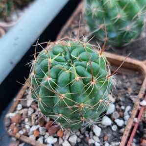 Lobivia wrightiana
