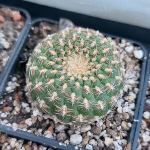 Sulcorebutia arenacea