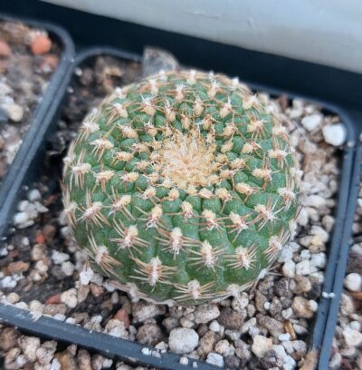 Sulcorebutia arenacea