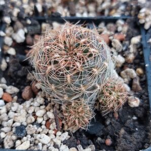 Sulcorebutia steinbachii HS89 by Panarotto