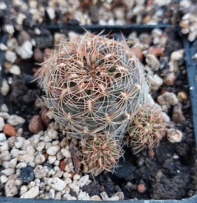 Sulcorebutia steinbachii HS89 by Panarotto