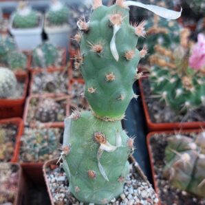 Tephrocactus articulatus v.papyracanthus f.gigantea