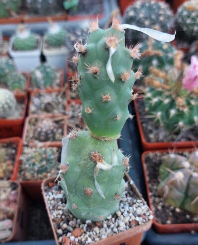 Tephrocactus articulatus v.papyracanthus f.gigantea