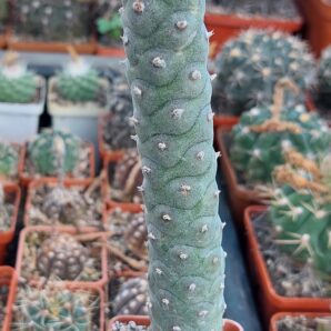 Tephrocactus articulatus v.diadematus f. inermis