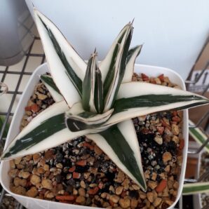 Agave victoriae reginae White variegated