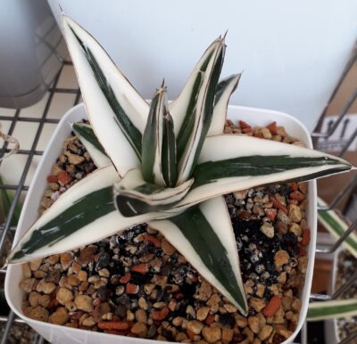 Agave victoriae reginae White variegated