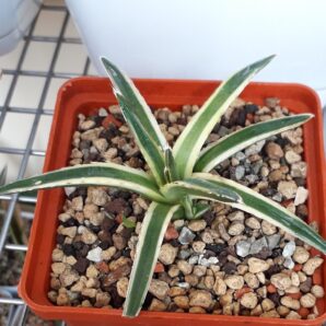 Agave victoria reginae variegated