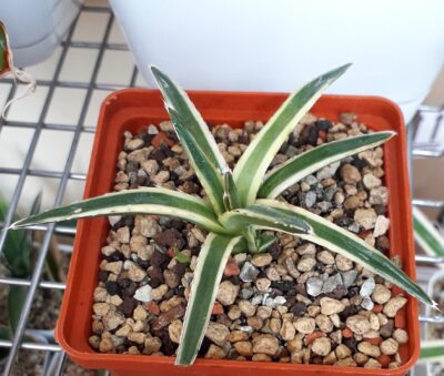 Agave victoria reginae variegated