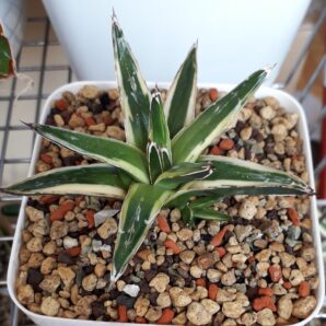 Agave victoria reginae variegated