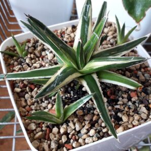 Agave victoria reginae variegated (дітки)