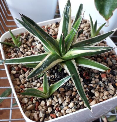 Agave victoria reginae variegated (дітки)