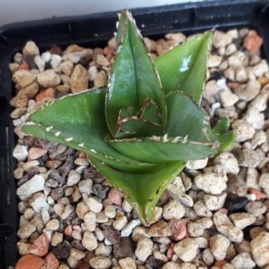 Agave victoriae reginae Superwide special clone