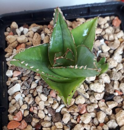 Agave victoriae reginae Superwide special clone