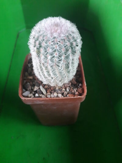 Echinocereus rigidissimus subs. rubispinus - Зображення 2