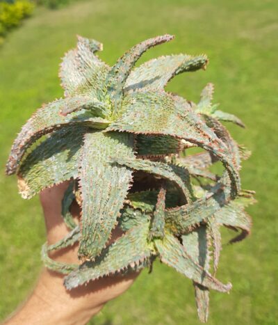 Aloe hybrid - Зображення 2