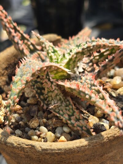 Aloe hybrid - Зображення 2
