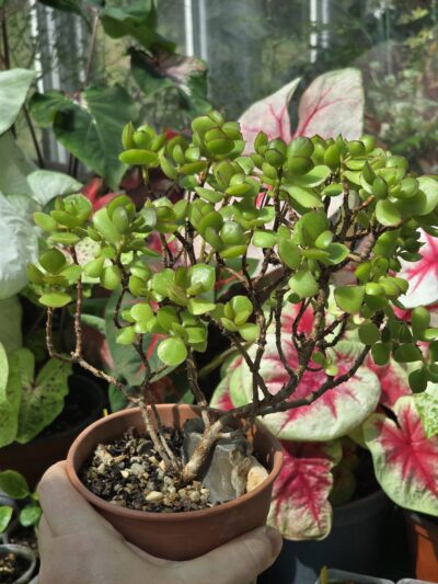 Cotyledon elisae
