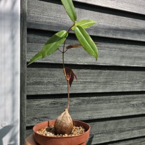 Fockea natalensis