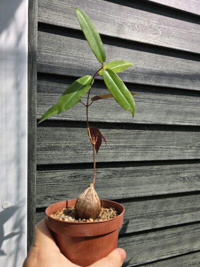 Fockea natalensis