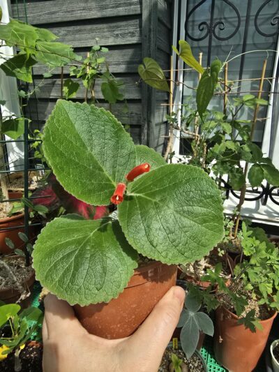 Sinningia iarae