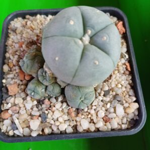 LOPHOPHORA williamsii v.caespitosa