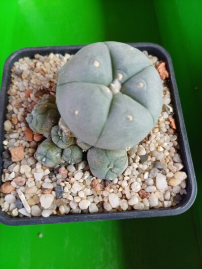 LOPHOPHORA williamsii v.caespitosa