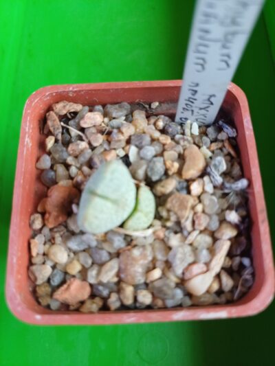 Conophytum ernianum - Зображення 2