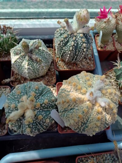 Astrophytum hybrid SK Multi-hybrid - Зображення 2