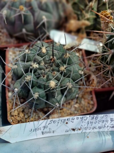 GYMNOCALYCIUM berchtii - Зображення 2
