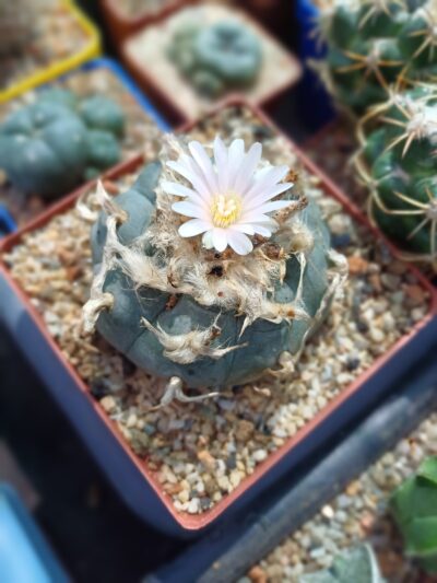 LOPHOPHORA williamsii - Зображення 2