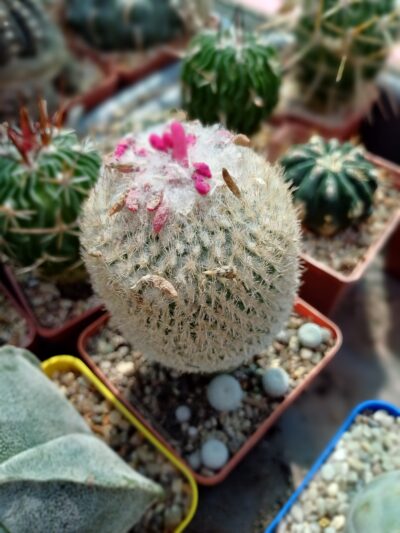Epithelantha micromeris subs. greggi - Зображення 2
