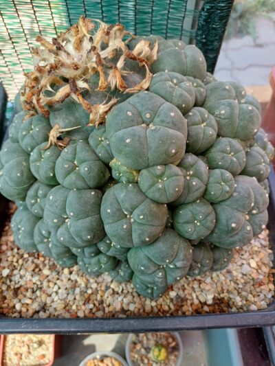 LOPHOPHORA williamsii v.caespitosa - Зображення 2