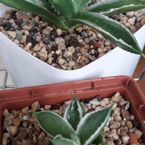 Agave cubic variegated (дітка)