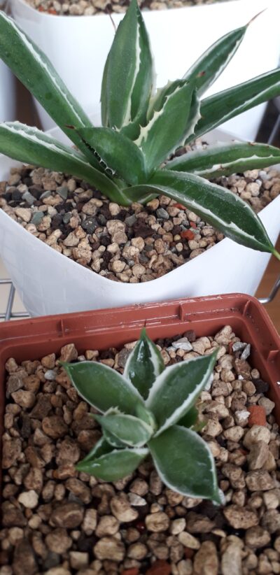 Agave cubic variegated (дітка)