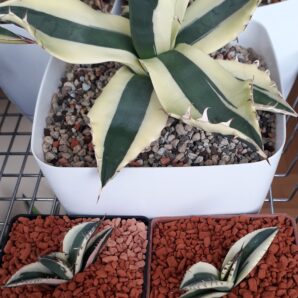 Agave titanota variegated (дітки)
